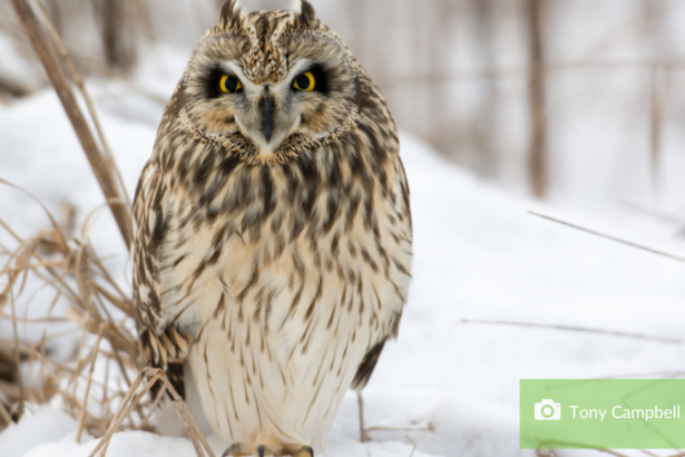 short-eared owl