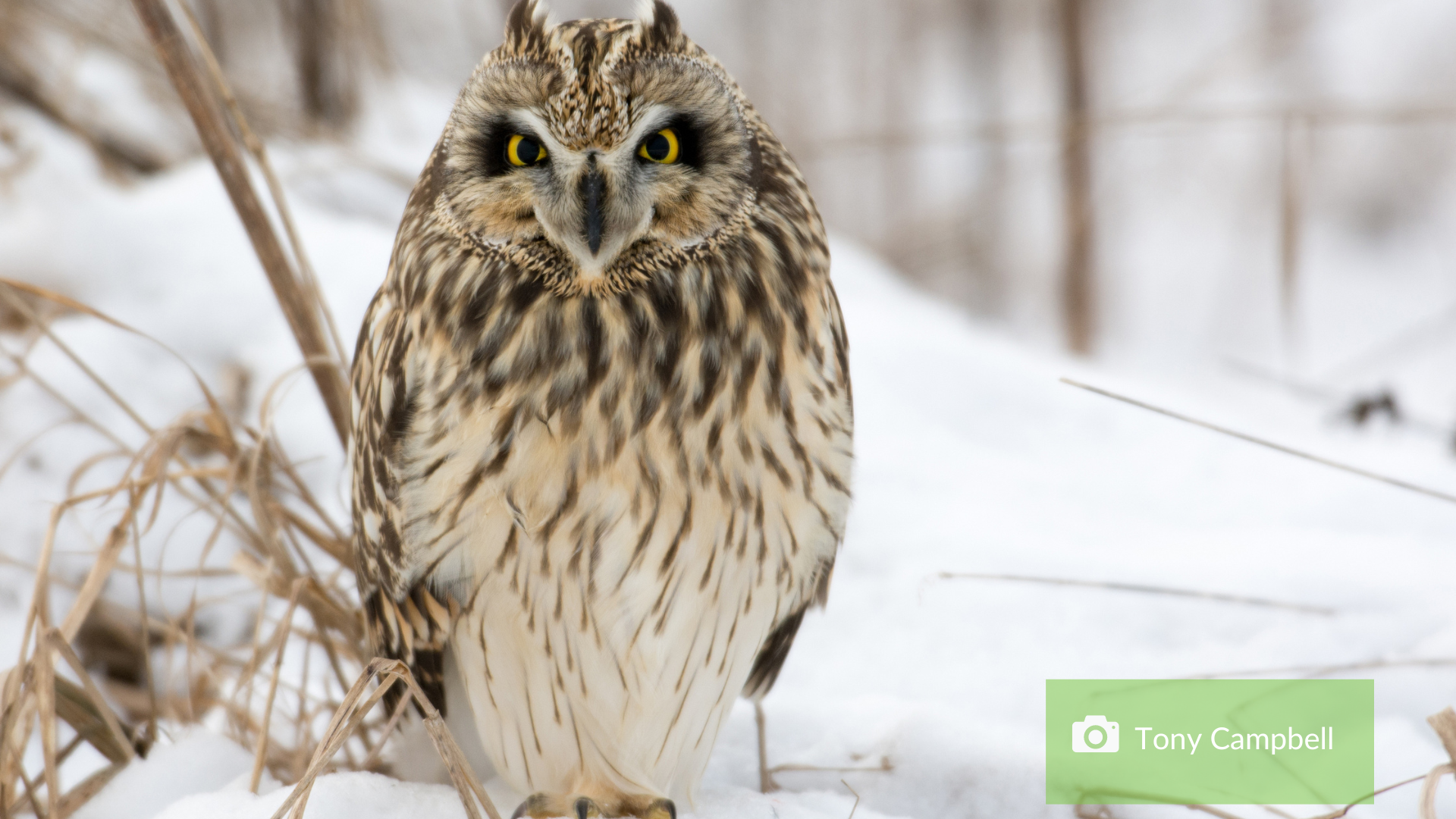 short-eared owl