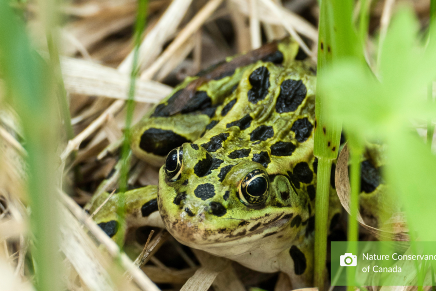 wetlands with northern leopard frog