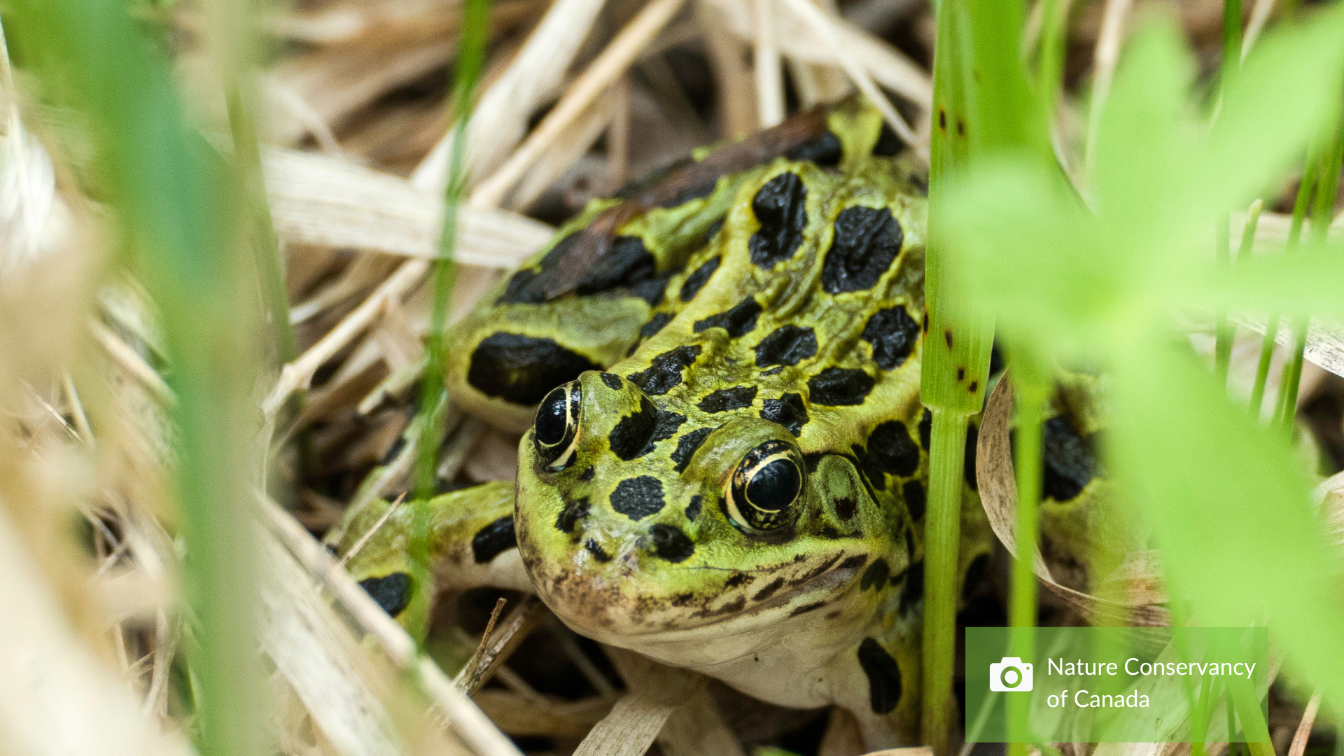 wetlands with northern leopard frog